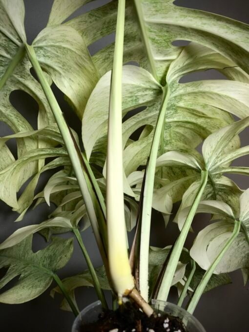 Monstera Jungle Mint ( NoID) sélection “Moonlight”🌔 – Image 6
