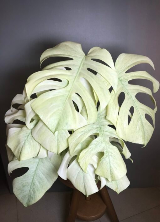 Monstera Jungle Mint ( NoID) sélection “Moonlight”🌔