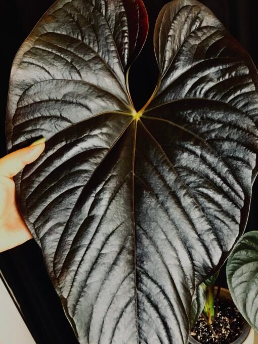 Anthurium Moodeanum plante mère – Image 2