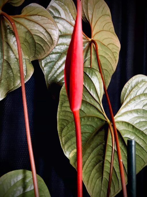 Anthurium Moodeanum plante mère – Image 3