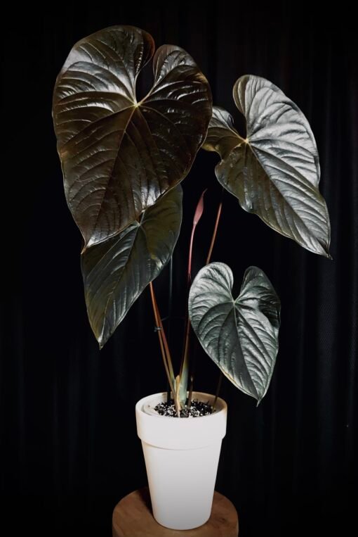 Anthurium Moodeanum plante mère