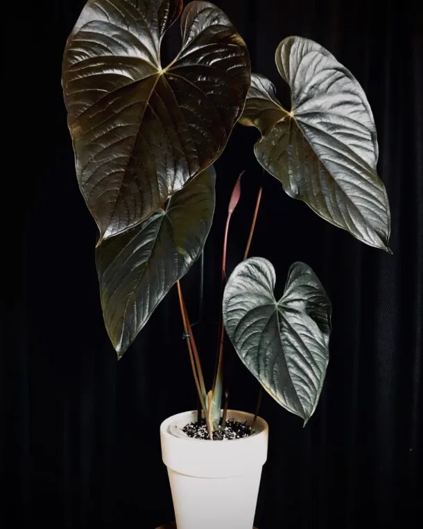 Anthurium Moodeanum plante mère
