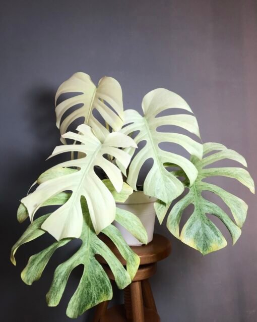 Monstera Mint