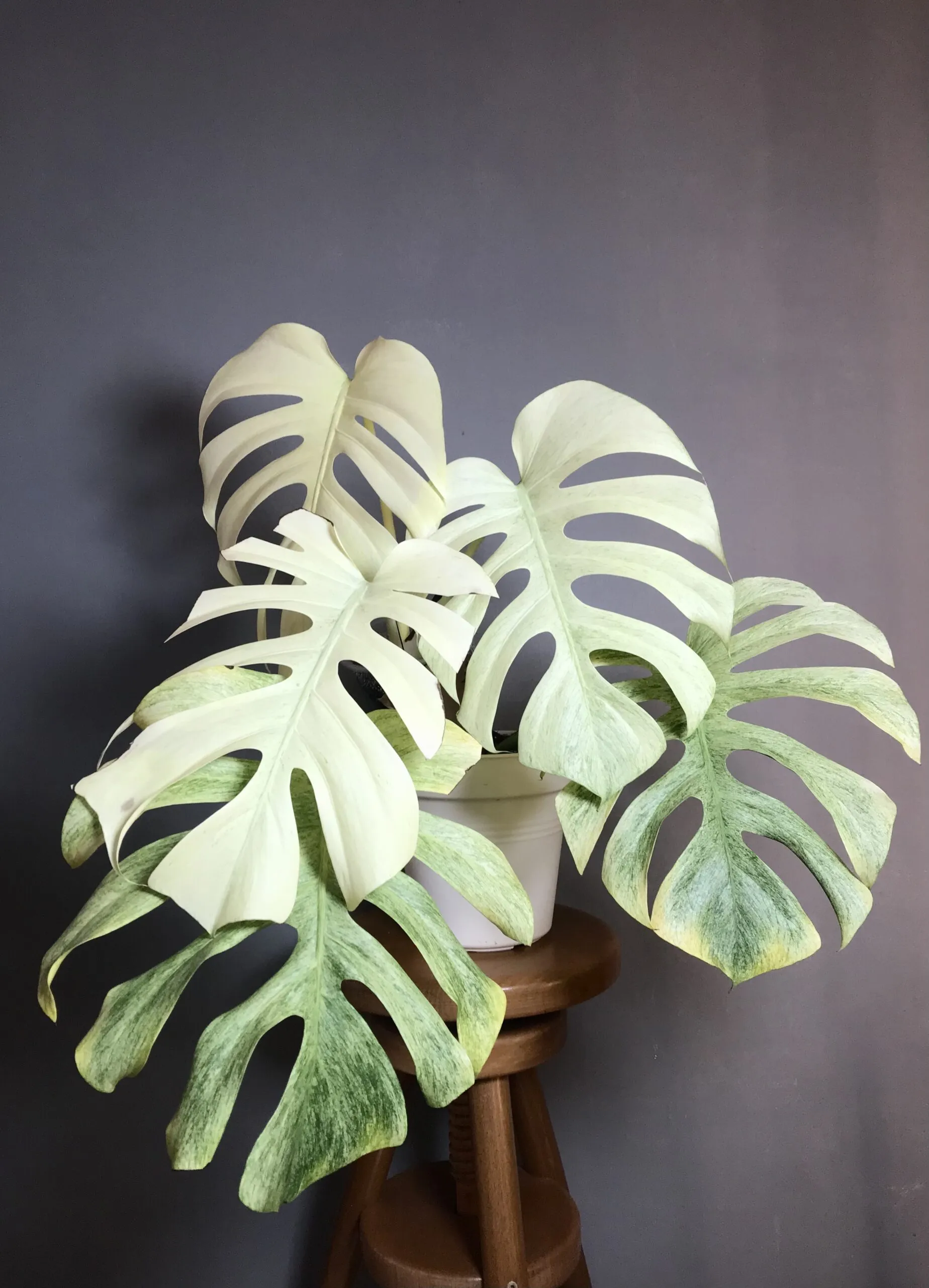 Monstera Mint