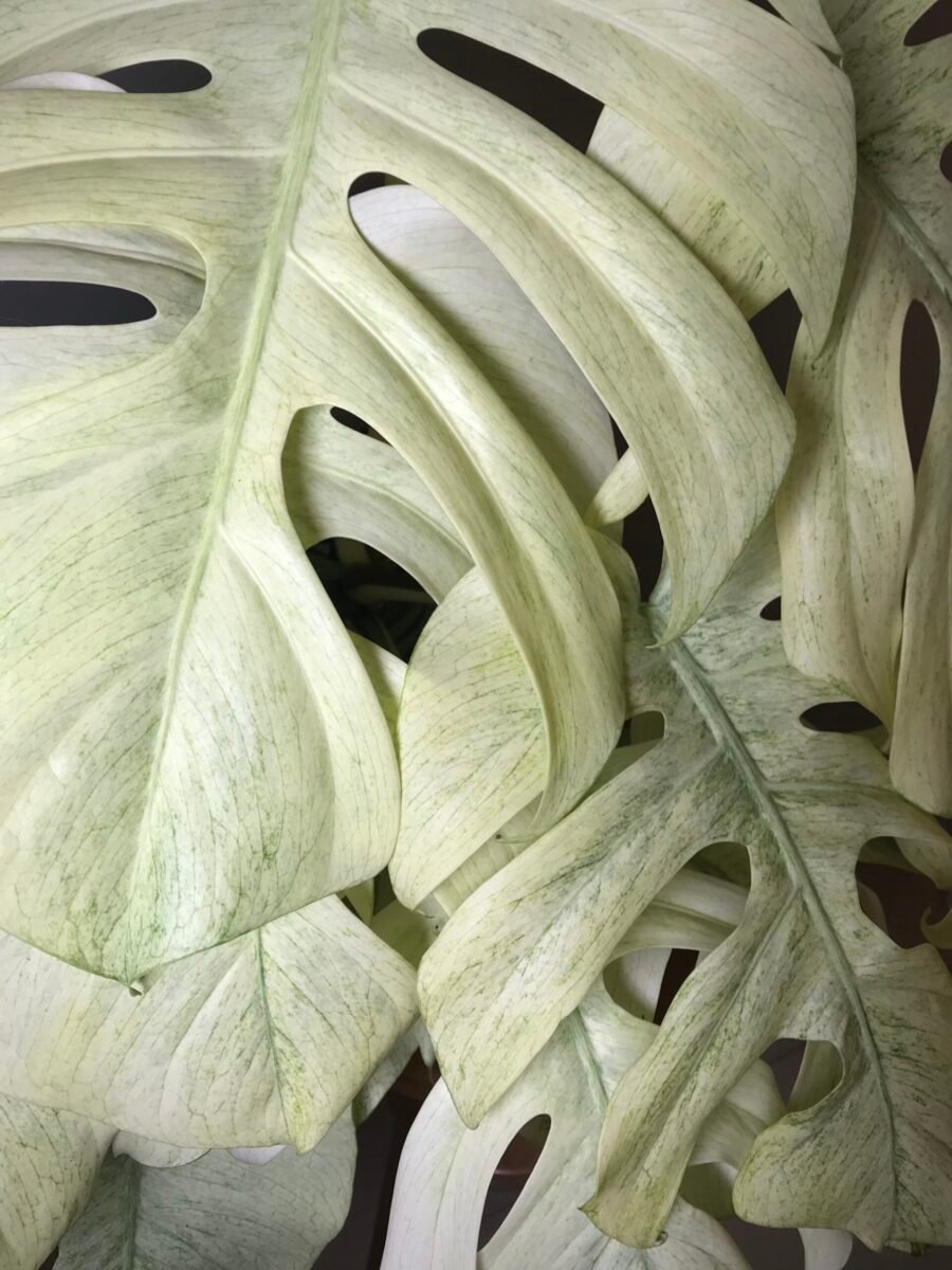 Monstera Jungle Mint ( NoID) sélection “Moonlight”🌔 – Image 4