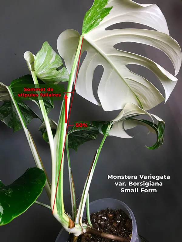 Borsigiana variegata sm