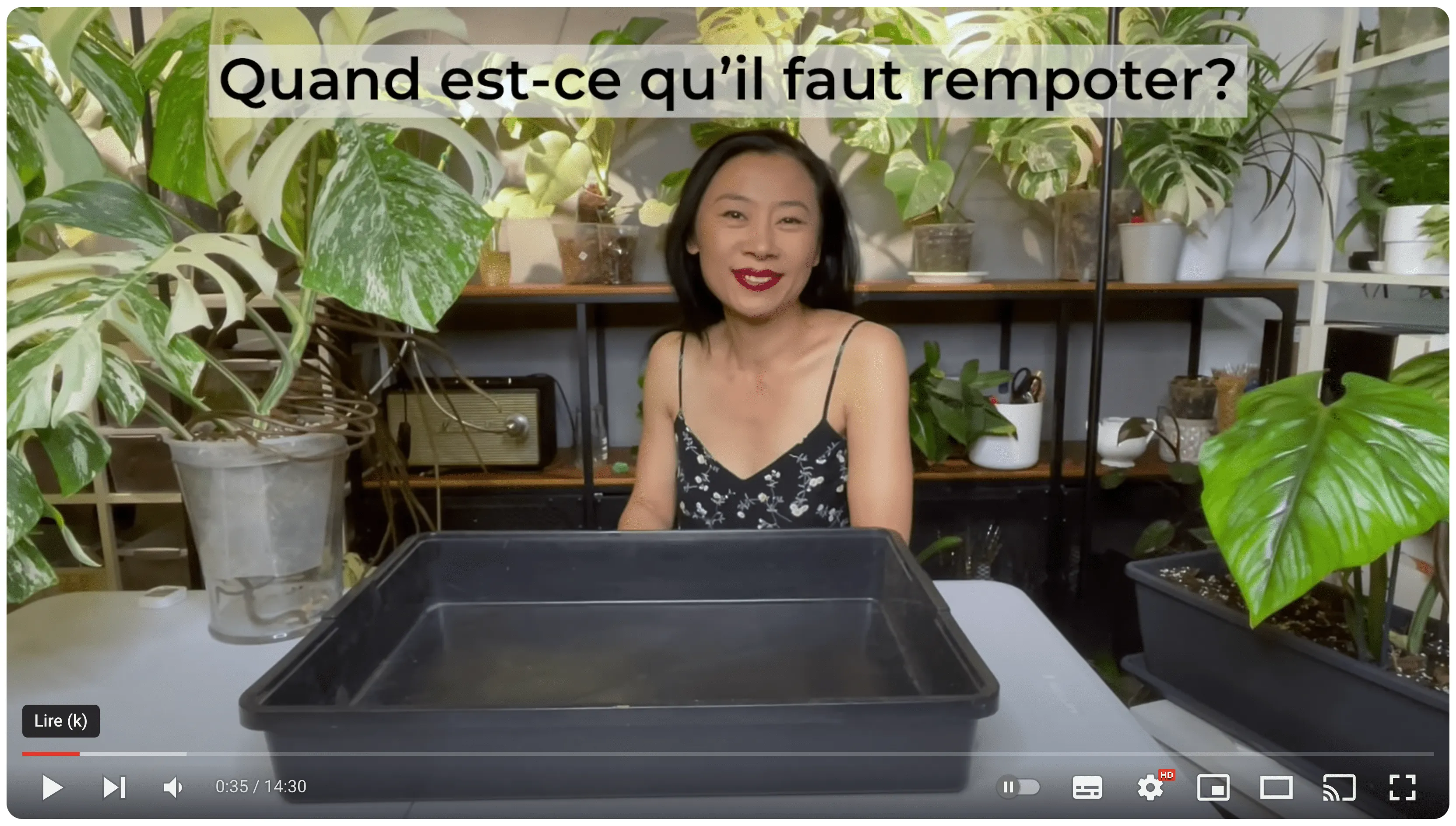 Comment rempoter la Monstera Variegata?