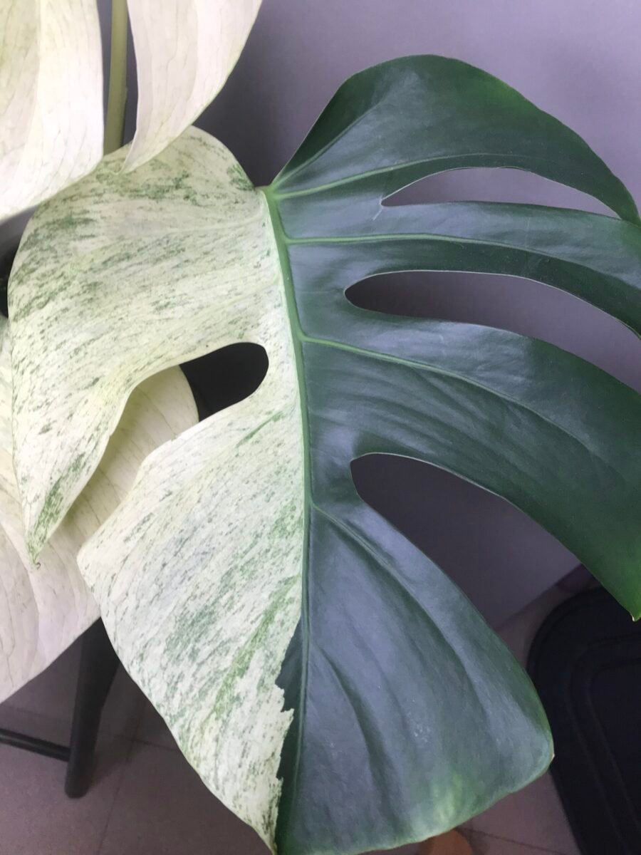 Monstera mint Noid fullmint et Halfmoon N1 – Image 5