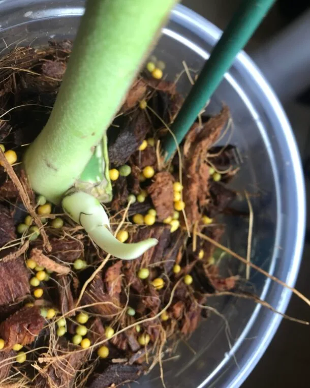 Accueil 16 Carolinedemonstera 2943A167 9BC7 4F32 B8D3 48A356F6C154 scaled