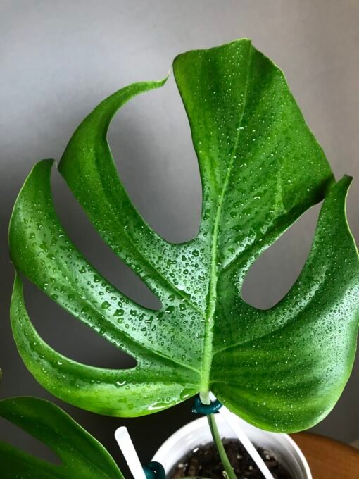 Monstera Deliciosa Brazil Form – Image 3
