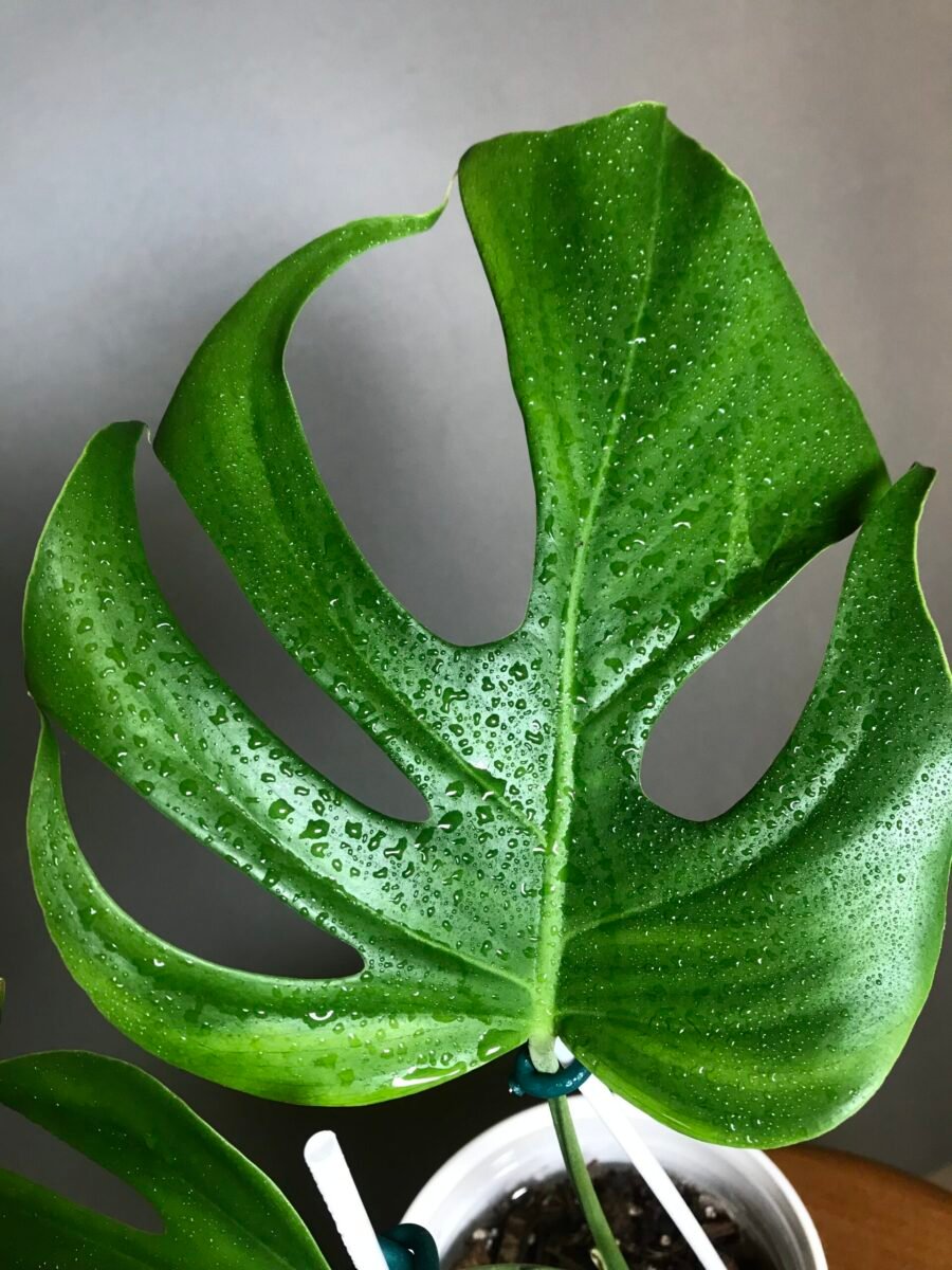 Monstera Deliciosa Brazil Form – Image 3