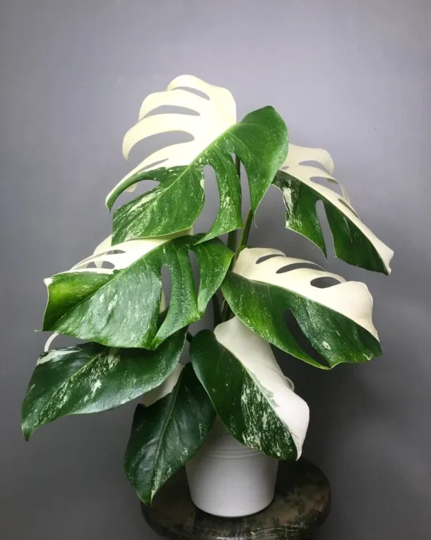 Monstera Albo Variegata Halfmoon "Réservée!"