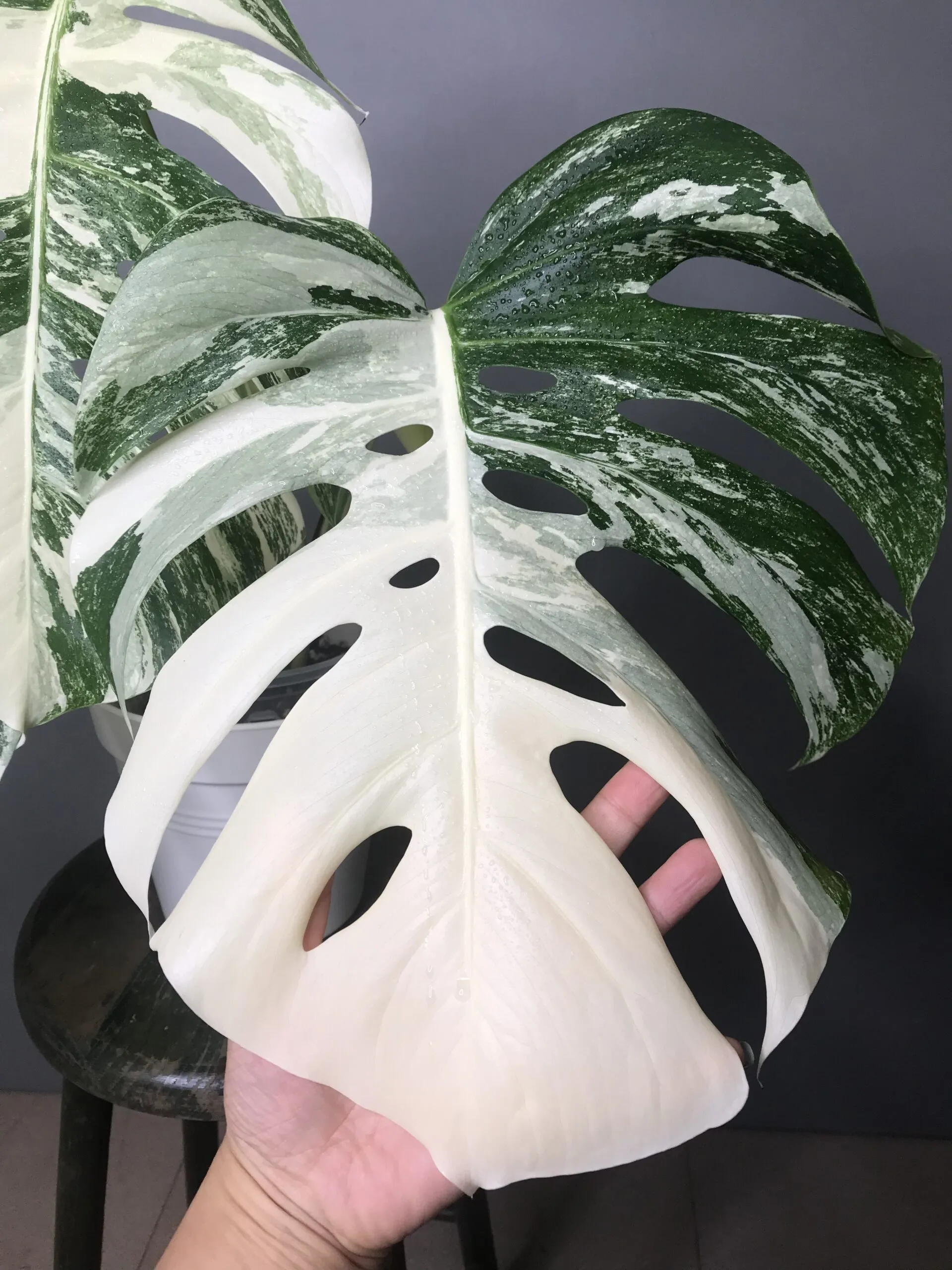🍀réservée🍀Monstera Albo Variegata N3 – Image 2