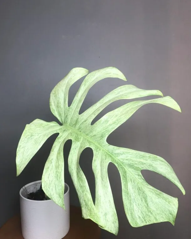 Accueil 15 Monstera Jungle Mint (Mint Noid) N9