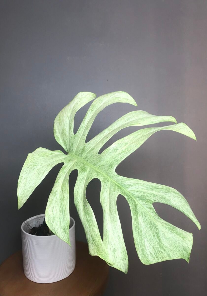 Monstera Jungle Mint (Mint Noid) N9