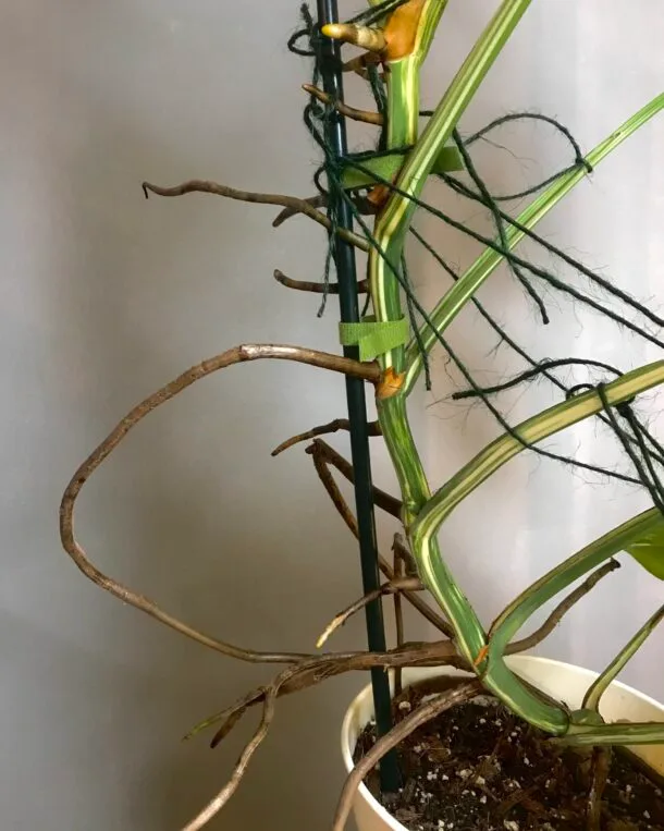 Carolinedemonstera 3EC45772 B097 4294 9A5D F1B817286269 scaled