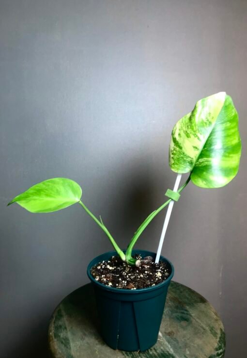 Monstera Aurea Small Form N3