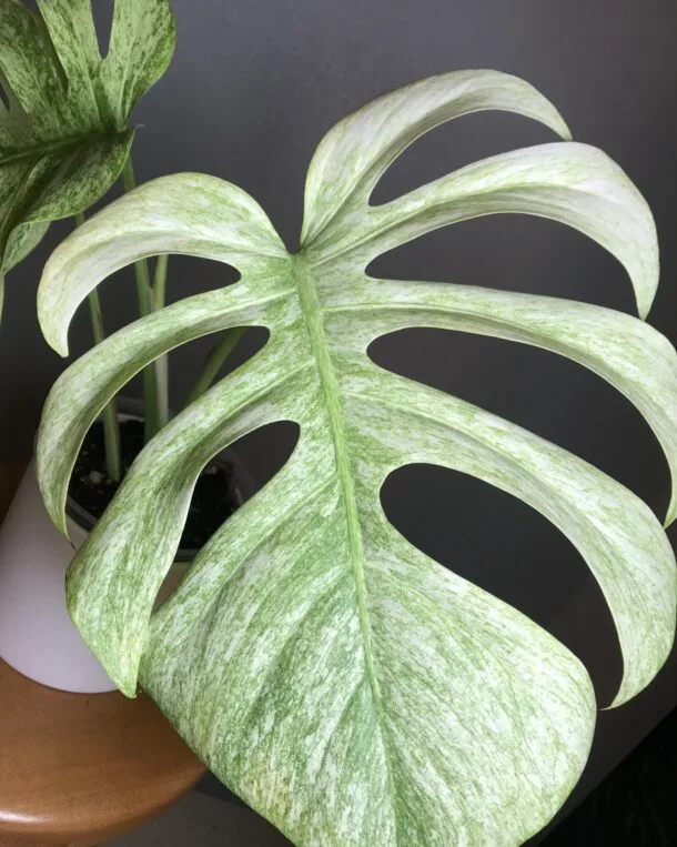Carolinedemonstera 4A5C1746 5216 4283 9F38 F915DE93ABB3 scaled