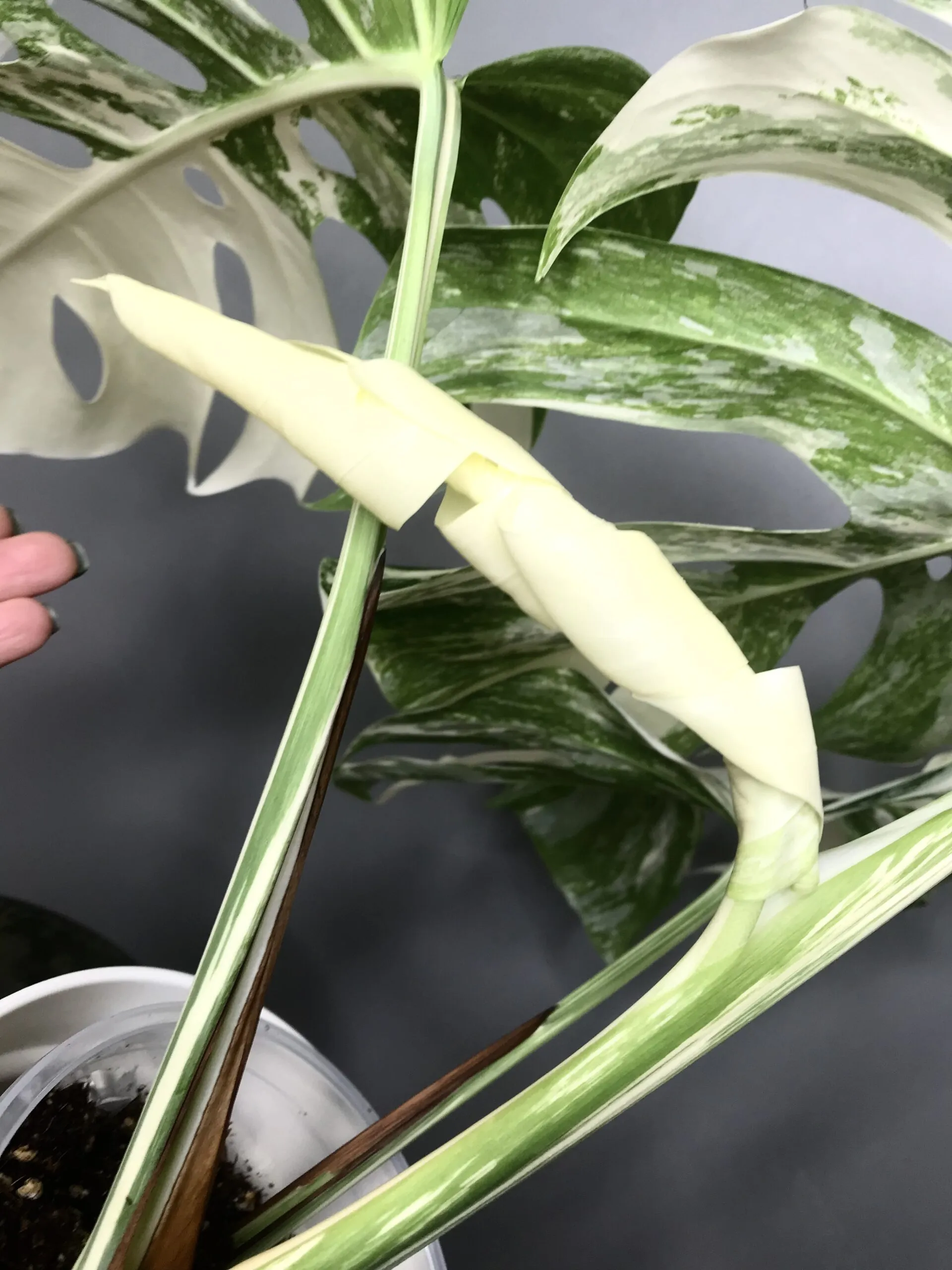🍀réservée🍀Monstera Albo Variegata N3 – Image 6