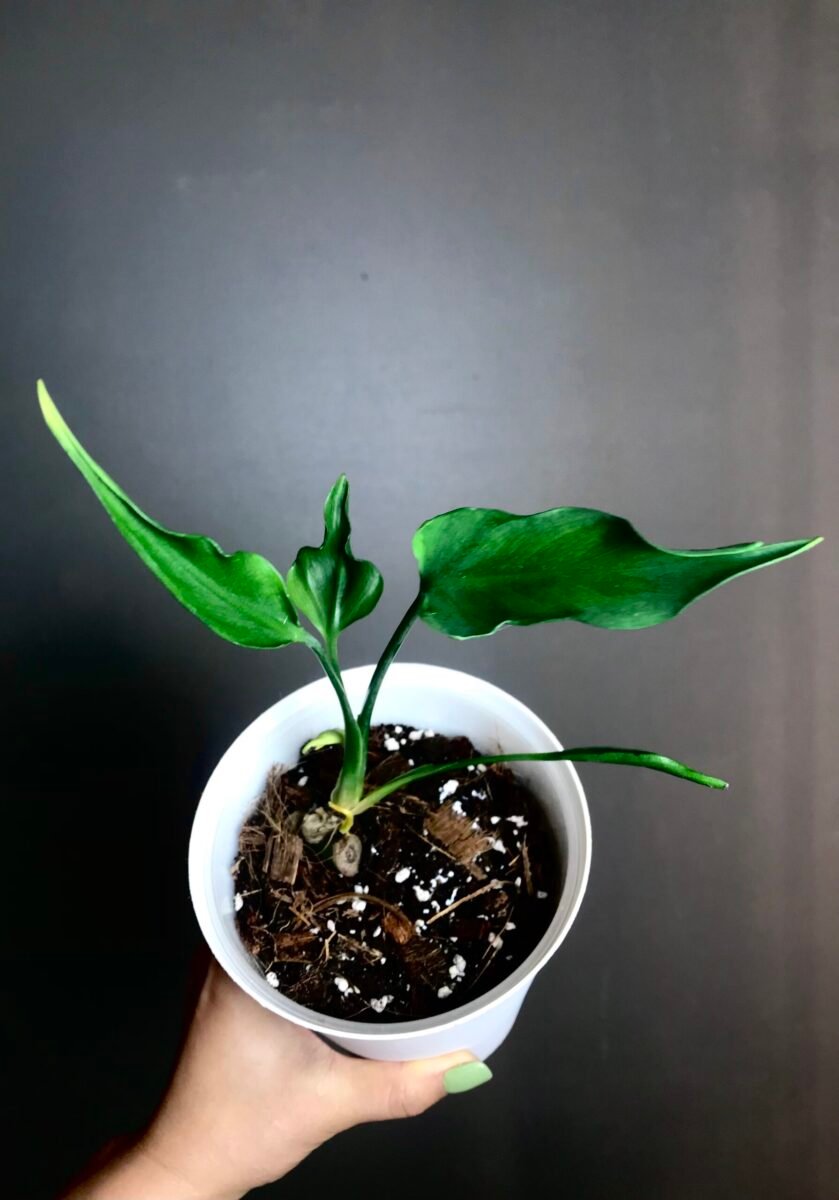 Monstera Deliciosa Sport Unniiae