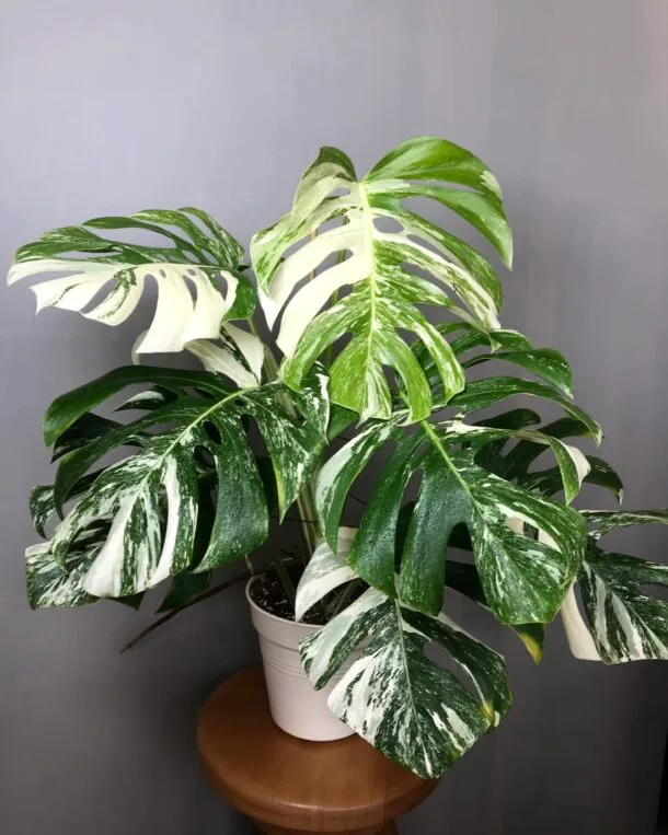 Accueil 15 Monstera Albo Variegata N5