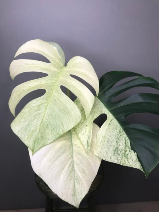 Monstera mint Noid fullmint et Halfmoon N1 – Image 2