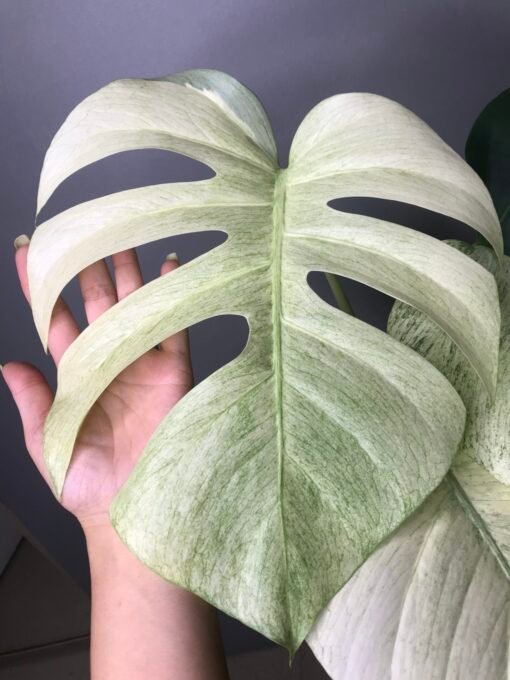 Monstera mint Noid fullmint et Halfmoon N1 – Image 3