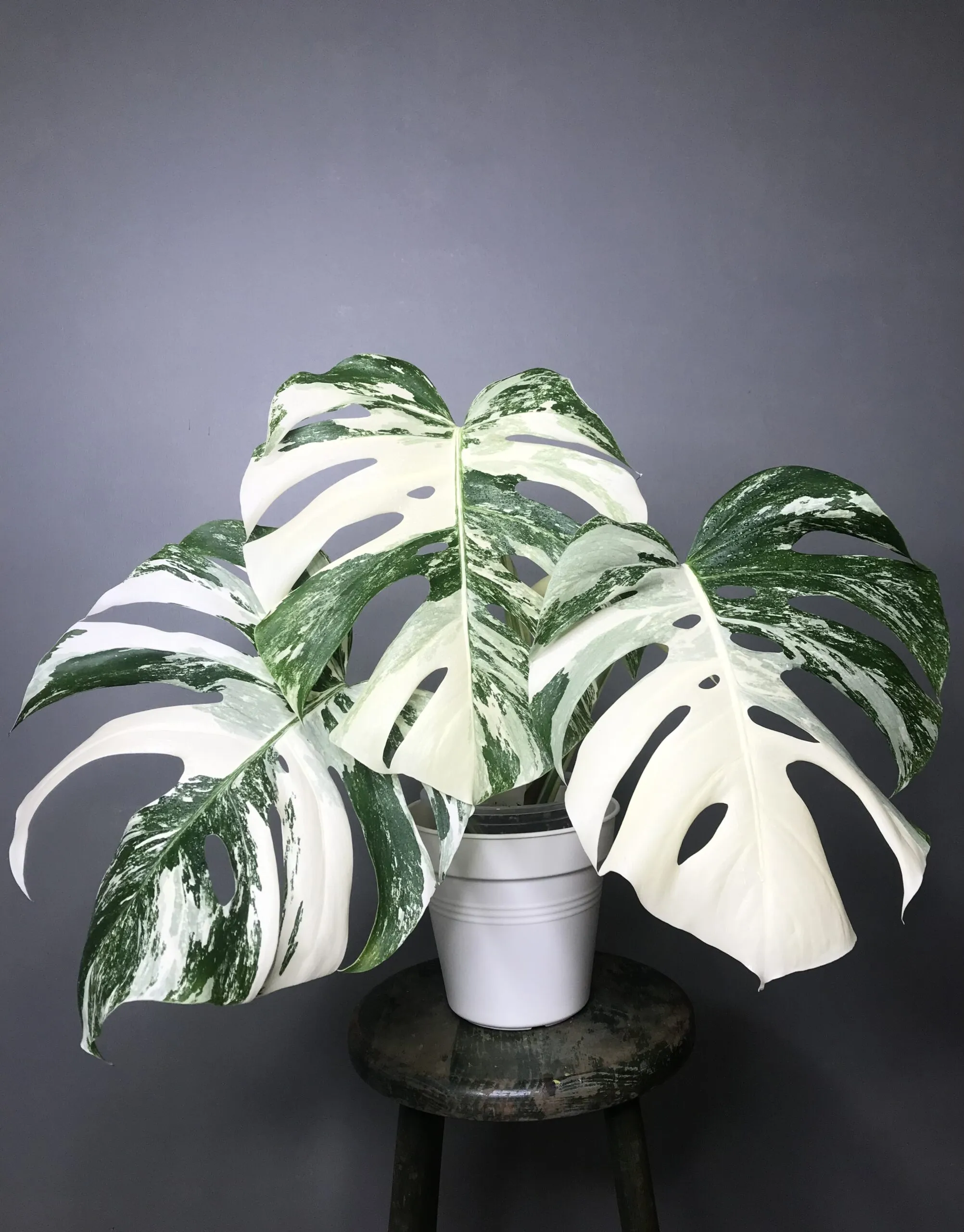 🍀réservée🍀Monstera Albo Variegata N3