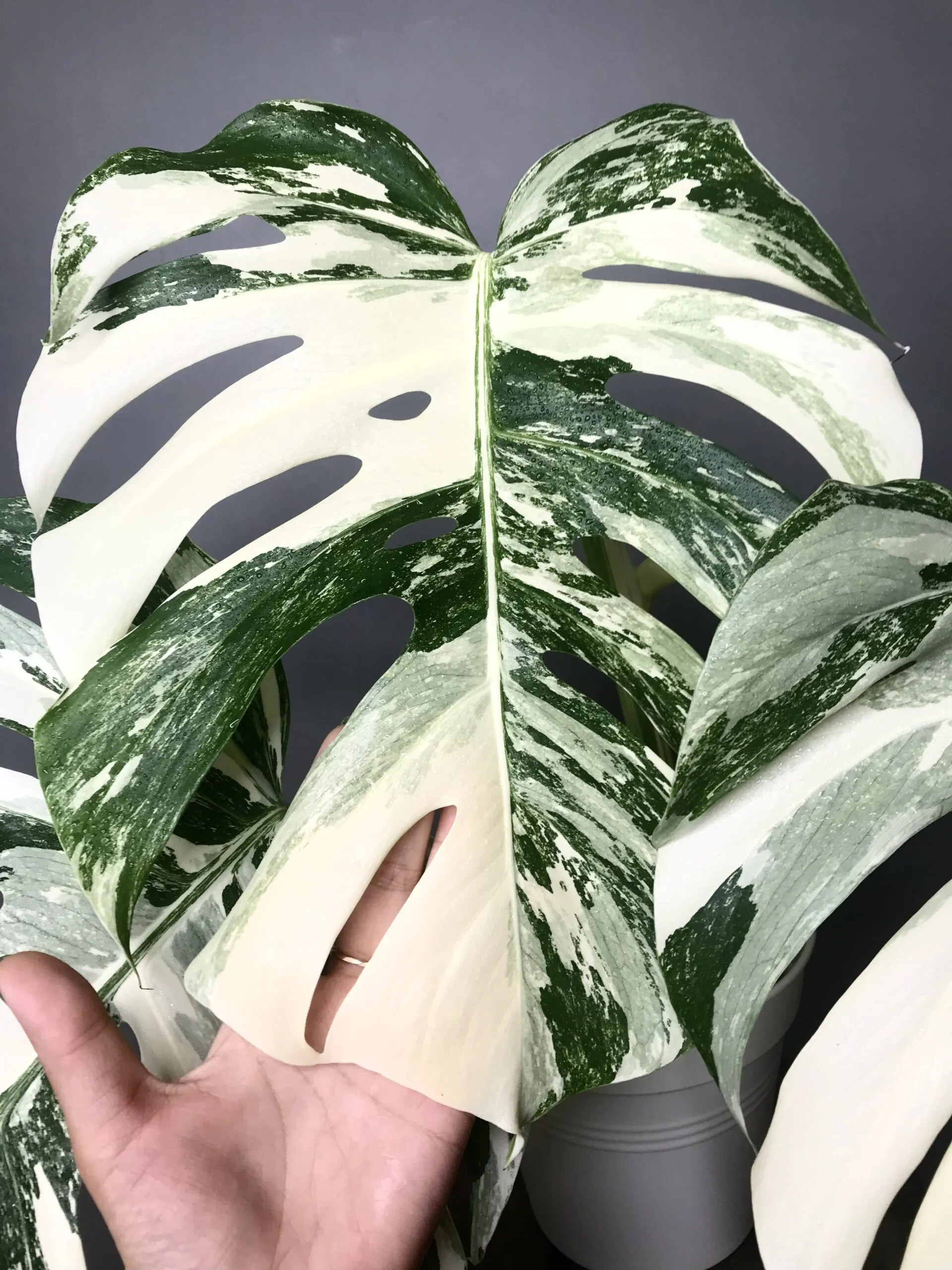 🍀réservée🍀Monstera Albo Variegata N3 – Image 3