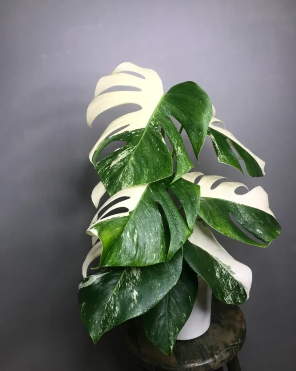 Carolinedemonstera 9E6DCF88 4FAE 484B 9081 AE5336E2FB56 scaled