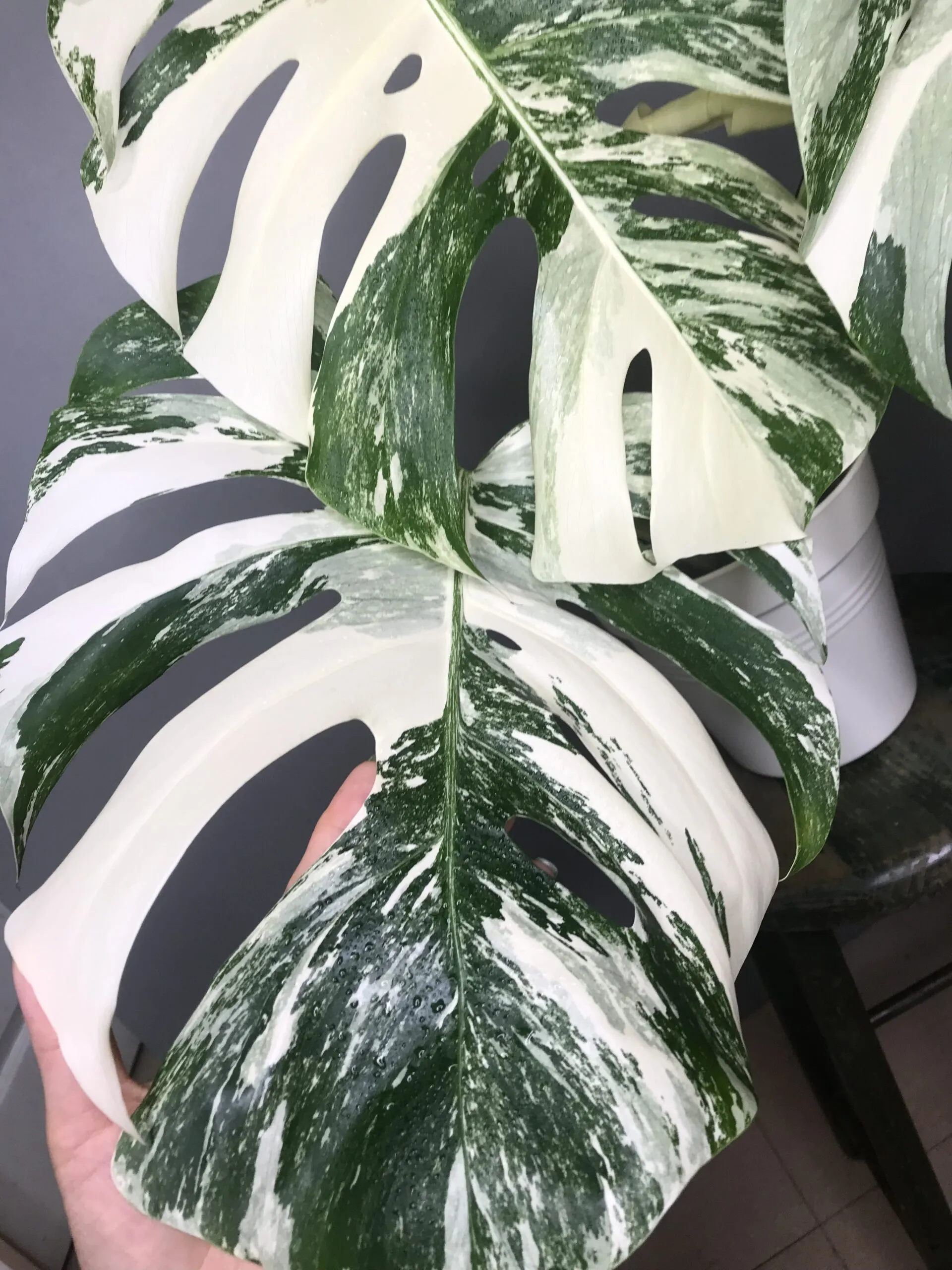 🍀réservée🍀Monstera Albo Variegata N3 – Image 5