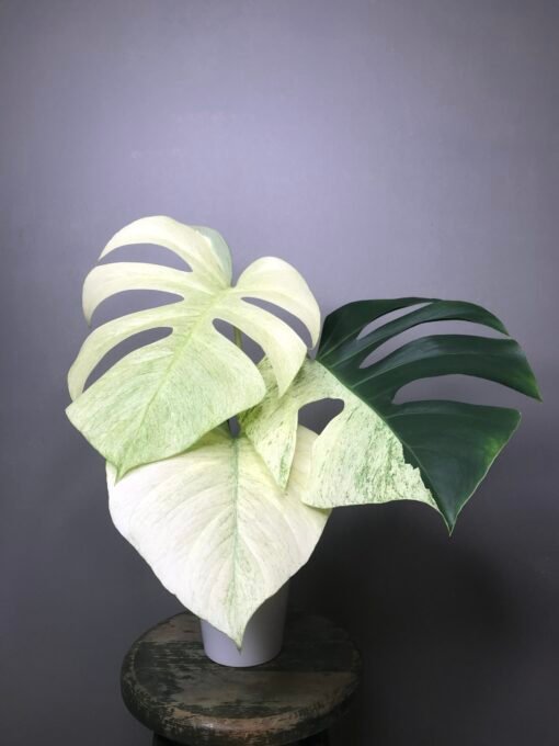 Monstera mint Noid fullmint et Halfmoon N1