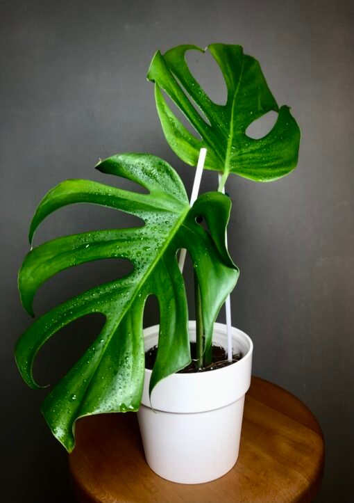 Monstera Deliciosa Brazil Form