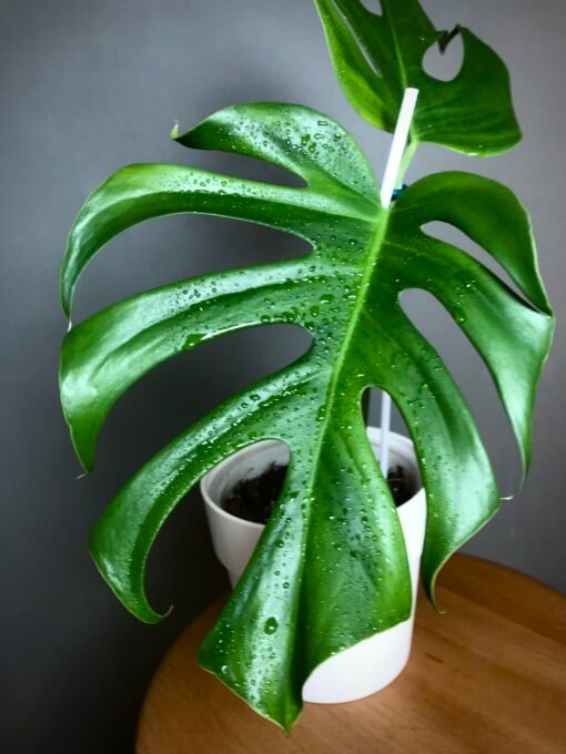 Monstera Deliciosa Brazil Form – Image 2