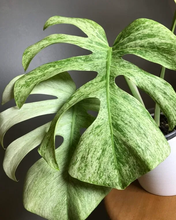 Carolinedemonstera B6C57A7D 5186 4F7E 8B1D F37414D4CBF9 scaled