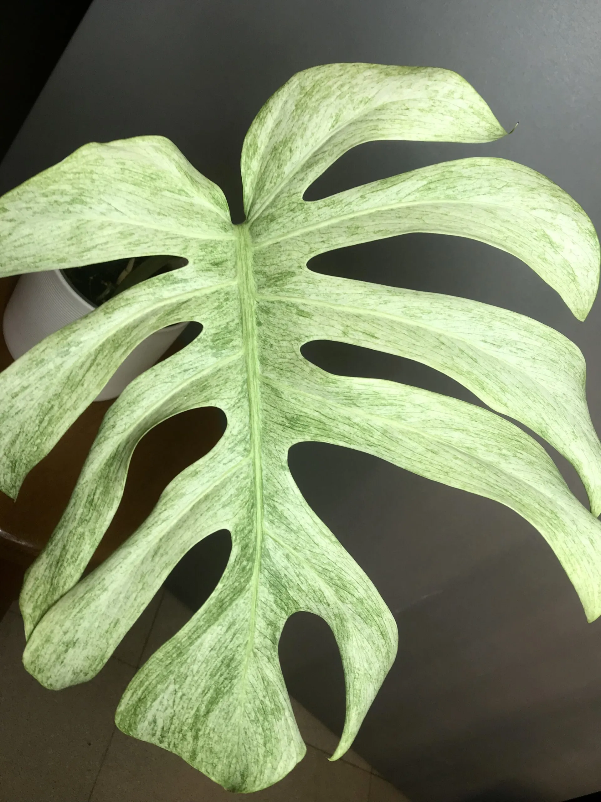 Monstera Jungle Mint (Mint Noid) N9 – Image 5