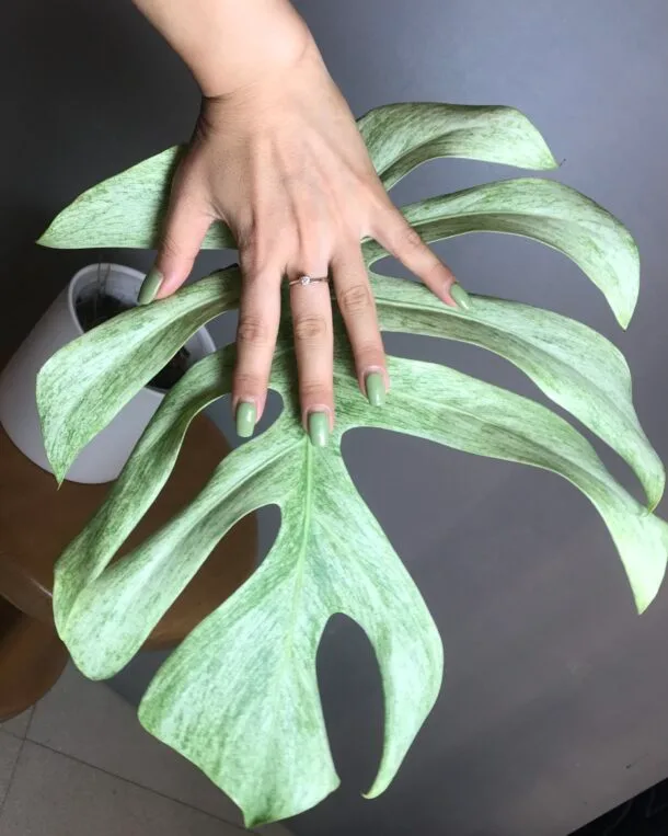 Carolinedemonstera D57A2649 DA04 4575 9010 09C231FE99CB scaled