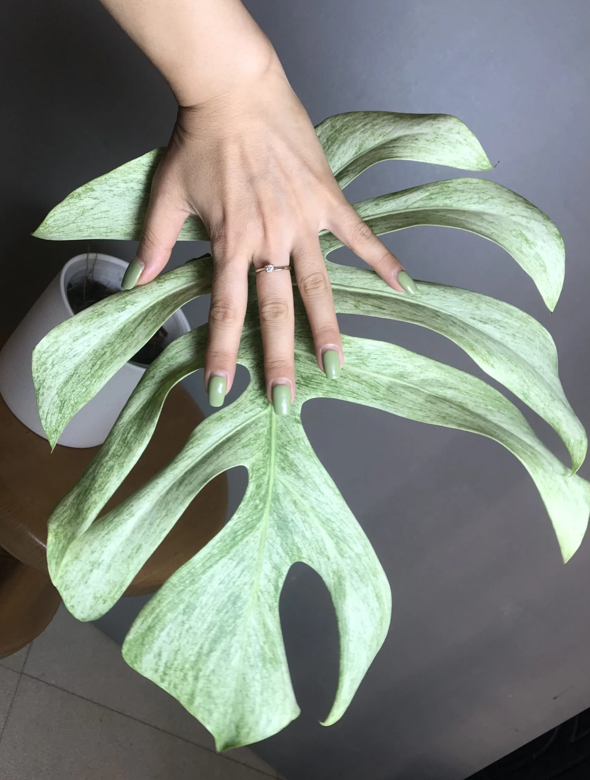Monstera Jungle Mint (Mint Noid) N9 – Image 3