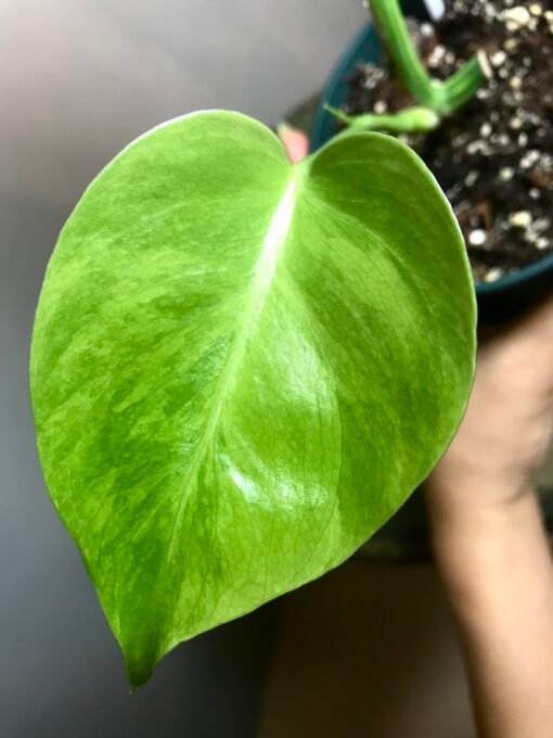 Monstera Aurea Small Form N3 – Image 3