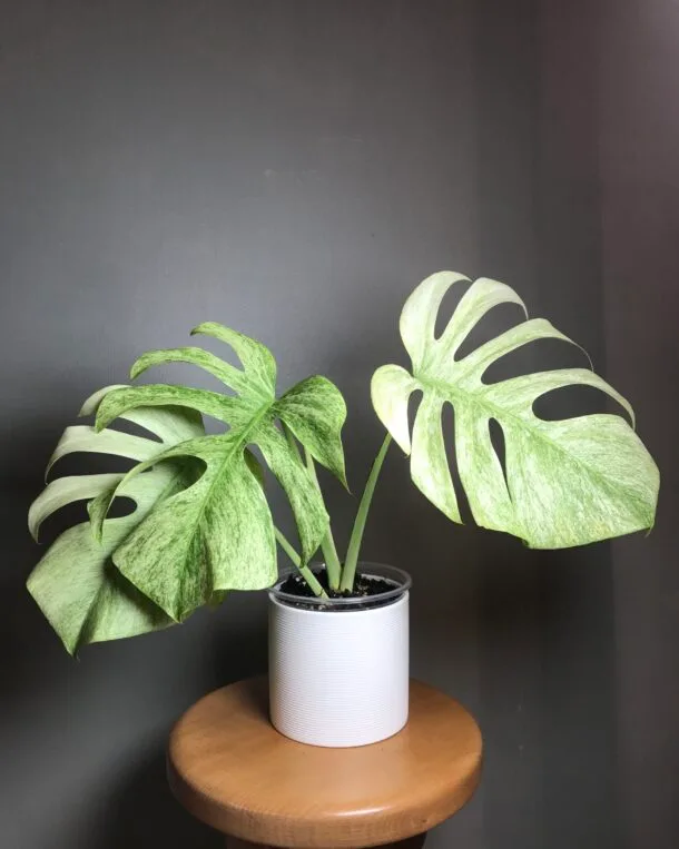 Monstera Jungle Mint ( Noid) N10