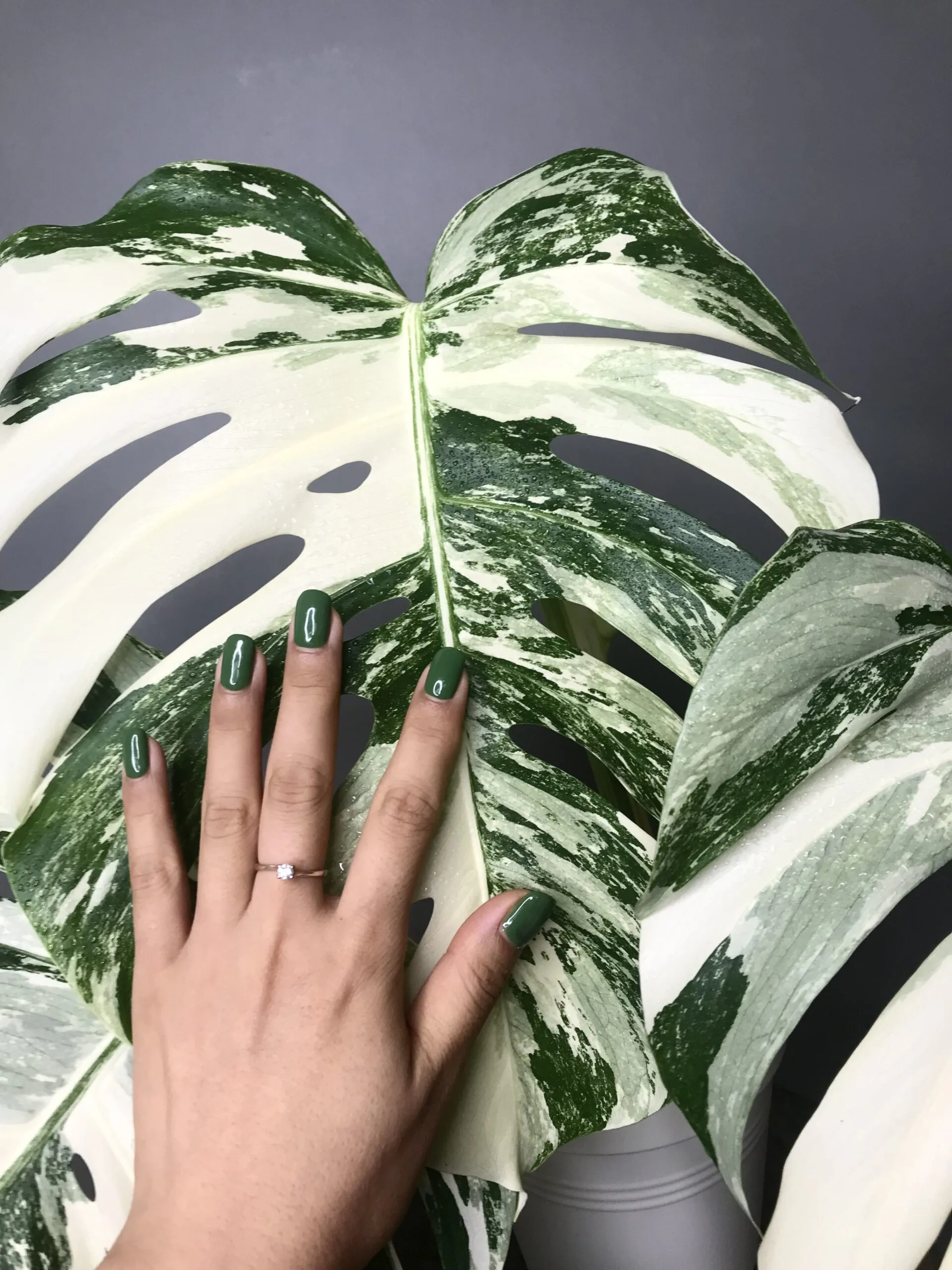 🍀réservée🍀Monstera Albo Variegata N3 – Image 4