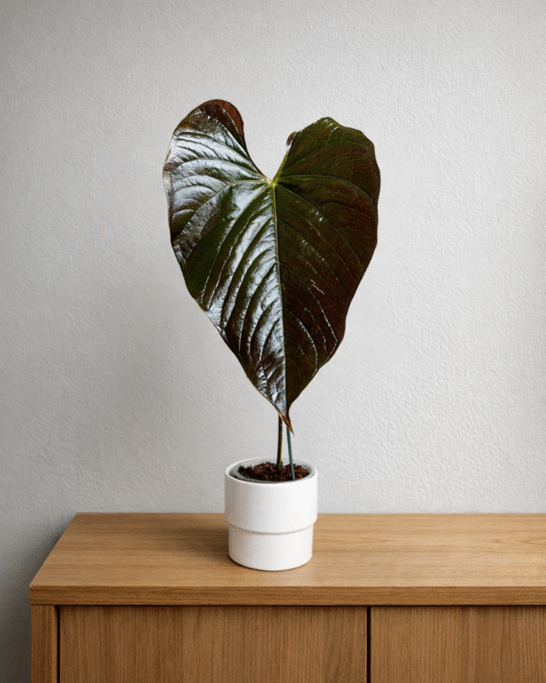 Anthurium Hybrid rare Moodeanum