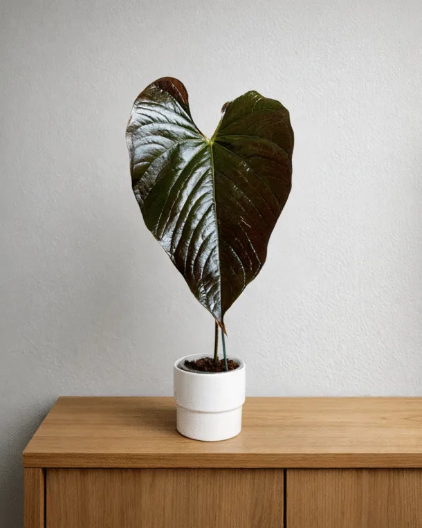 Anthurium Hybrid rare Moodeanum