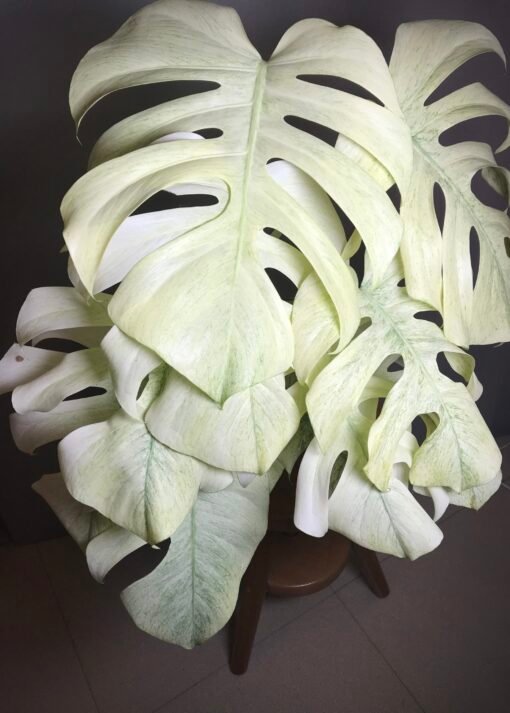 Monstera Jungle Mint ( NoID) sélection “Moonlight”🌔 – Image 2