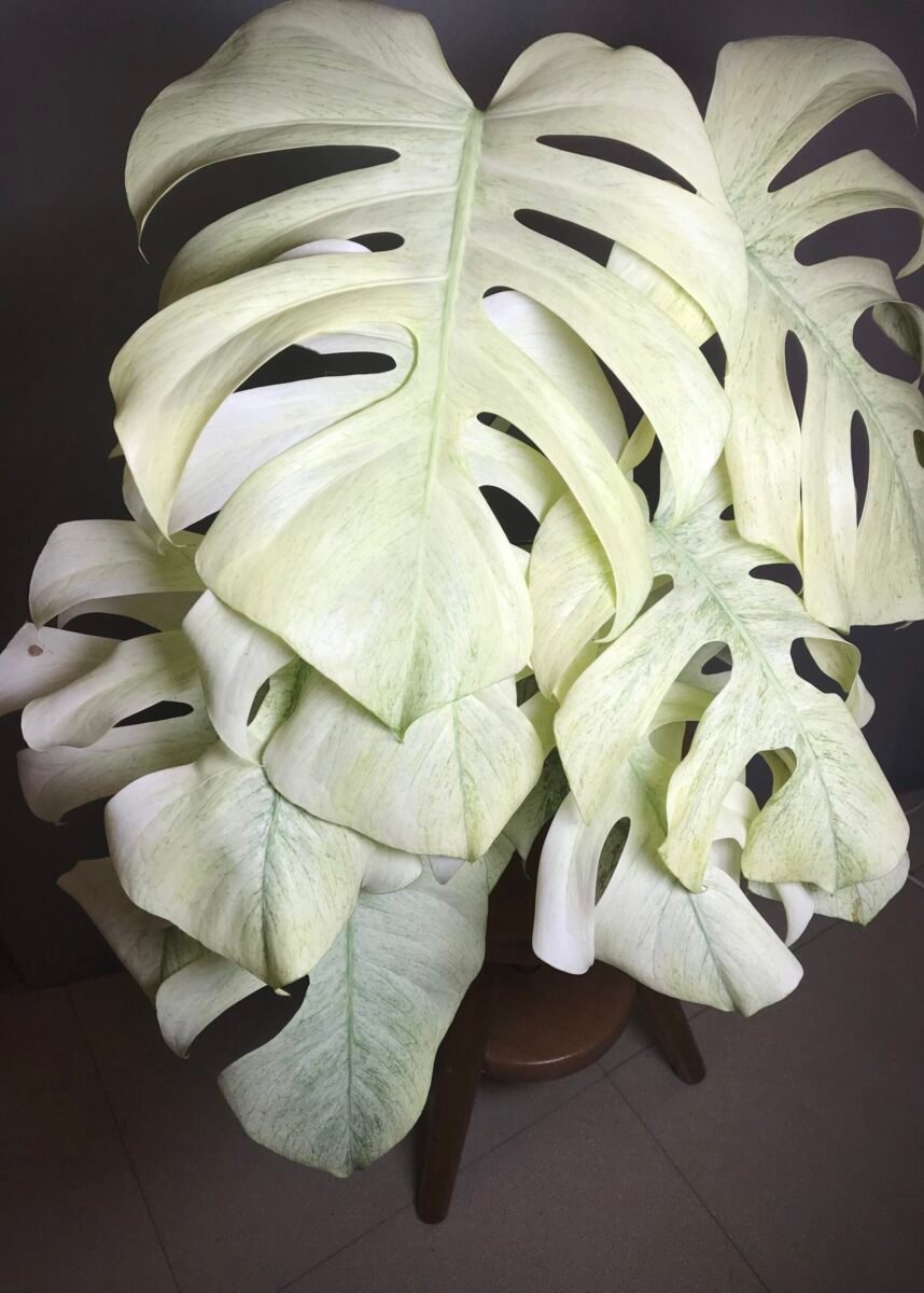 Monstera Jungle Mint ( NoID) sélection “Moonlight”🌔 – Image 2