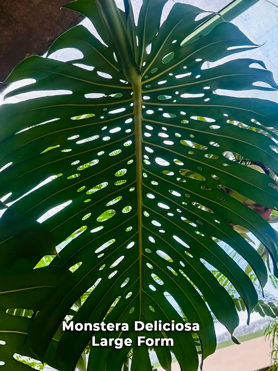 Deliciosa LFmature
