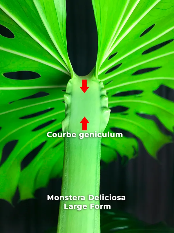 Comment distinguer une Monstera Deliciosa (Large Form) d'une Monstera Deliciosa var. Borsigiana (Small Form)