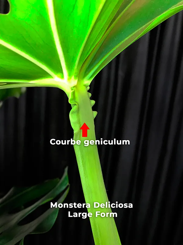 Comment distinguer une Monstera Deliciosa (Large Form) d'une Monstera Deliciosa var. Borsigiana (Small Form)
