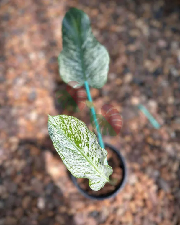 Monstera Devil Monster