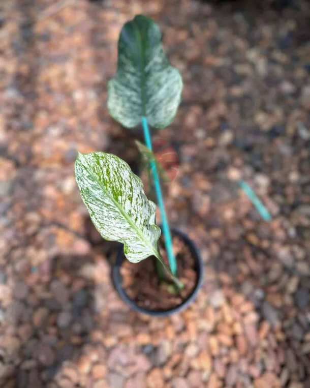 DevilMonster2leavesSmallN1 3